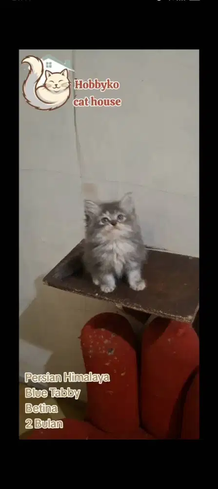 KITTEN PERSIAN HIMALAYA