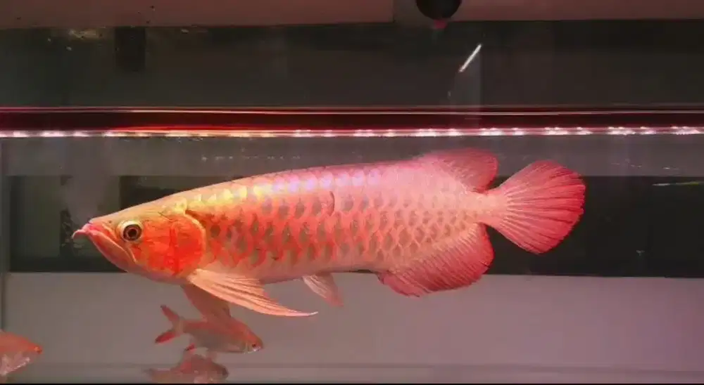 Arowana Super Red Size 47cm