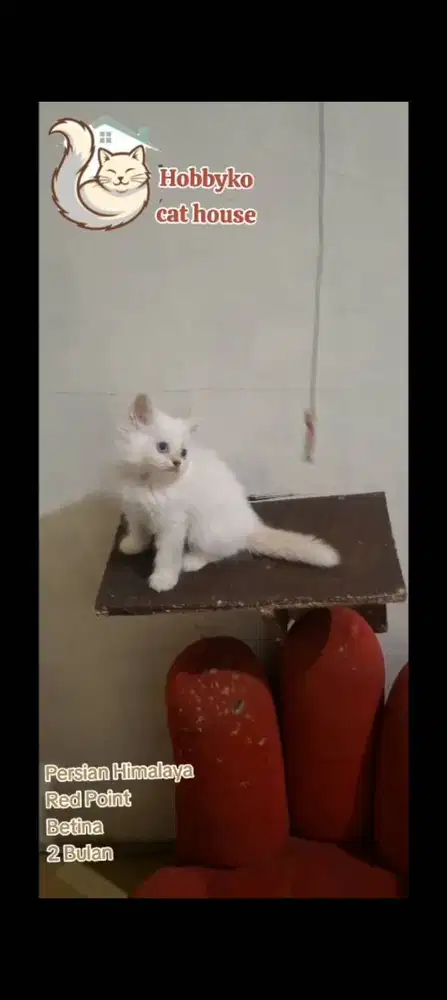 KITTEN PERSIAN HIMALAYA