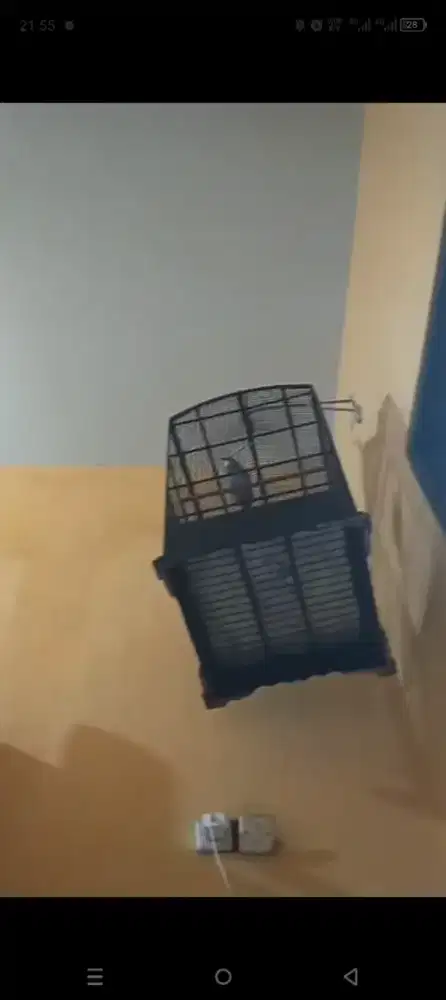 punten Cucak rowo Sudah sangat Rajin