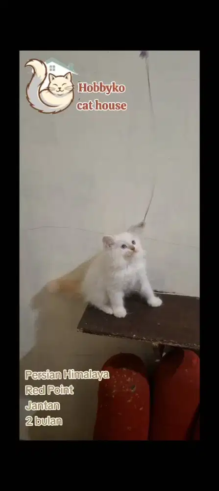 KITTEN PERSIAN HIMALAYA