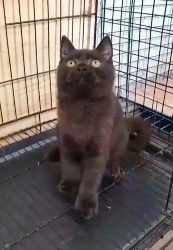 BSH Choho Jantan Line Cinnamon