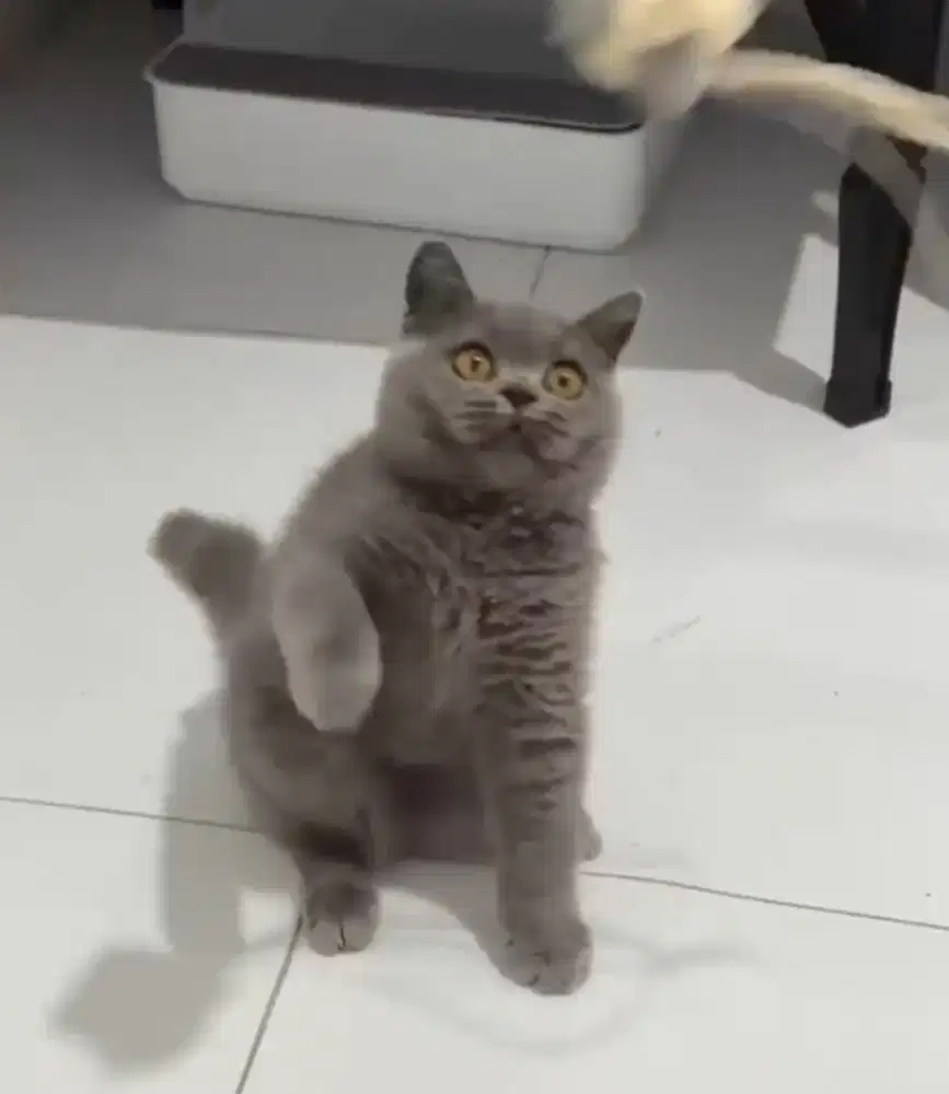 BSH Male Line Cinnamon Ped