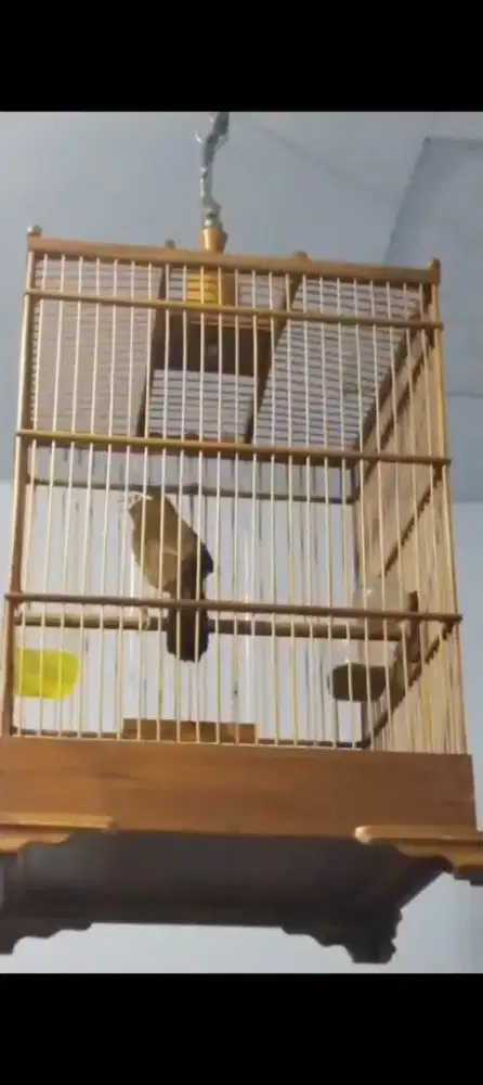 Burung wambi Lantang