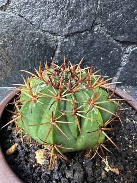 Kaktus jenis MELOCACTUS diameter 12 cm