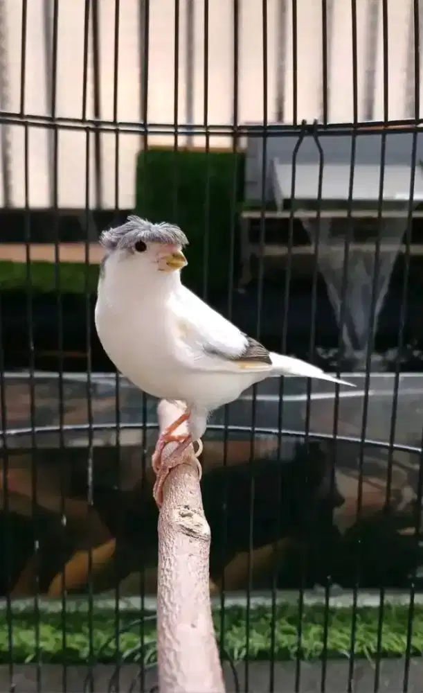 Kenari panda jambul gacor