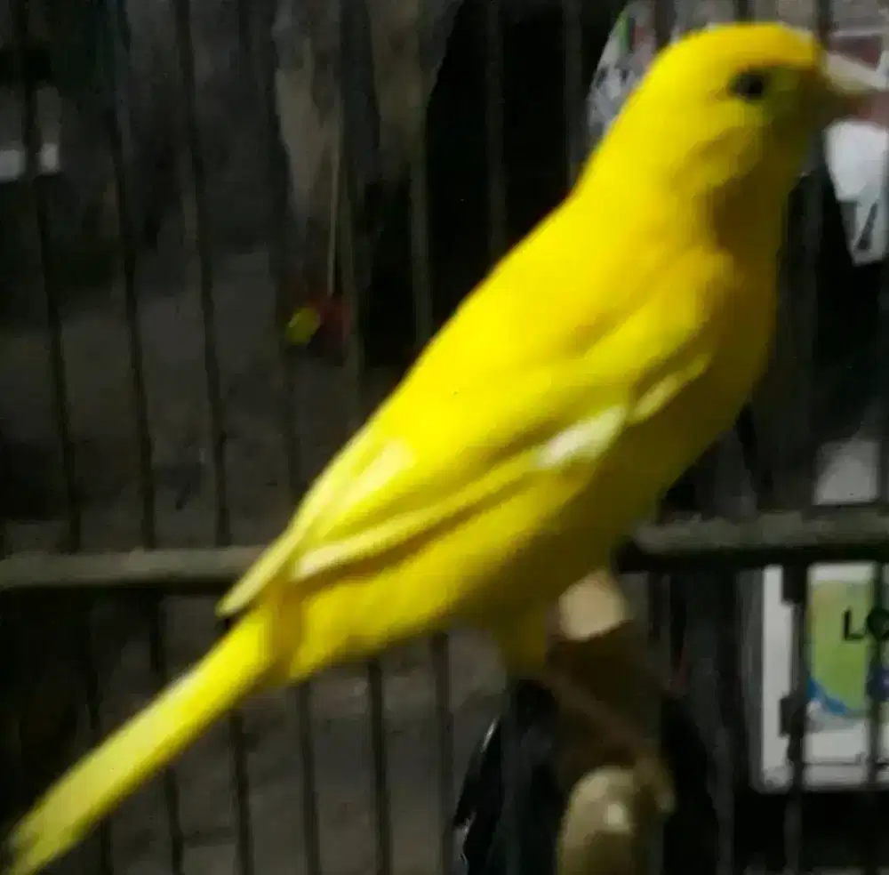 Kenari kuning stabilo loper gacor