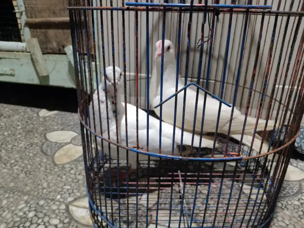 burung merpati  bisa di tawar