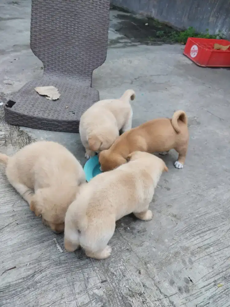 anak anjing lucu lucu