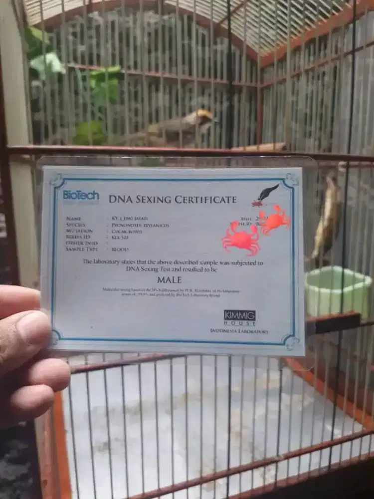 Cr cucak rowo jantan DNA usia mapan