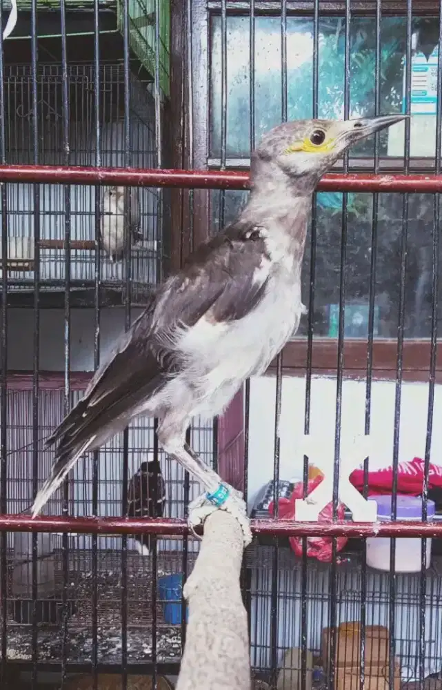 Paud jalak hongkong mandiri jinak