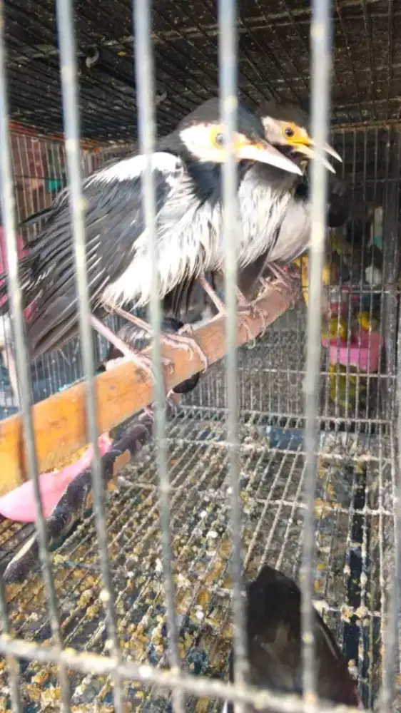 Anakan jalak suren mandiri jinak