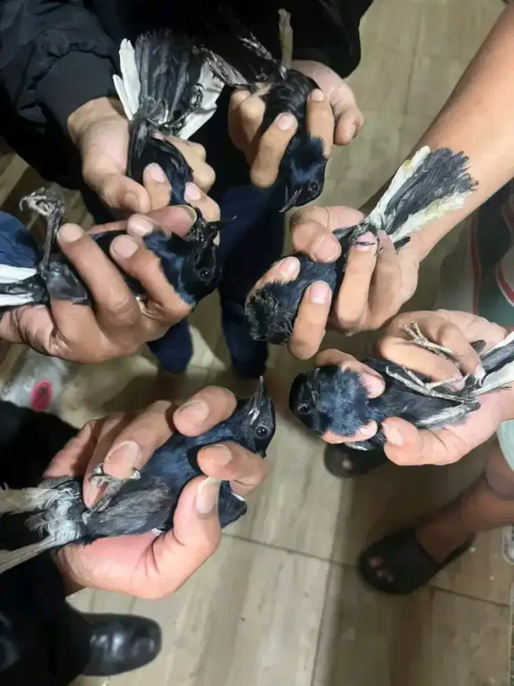 Kacer dahit jatim MH purtotal