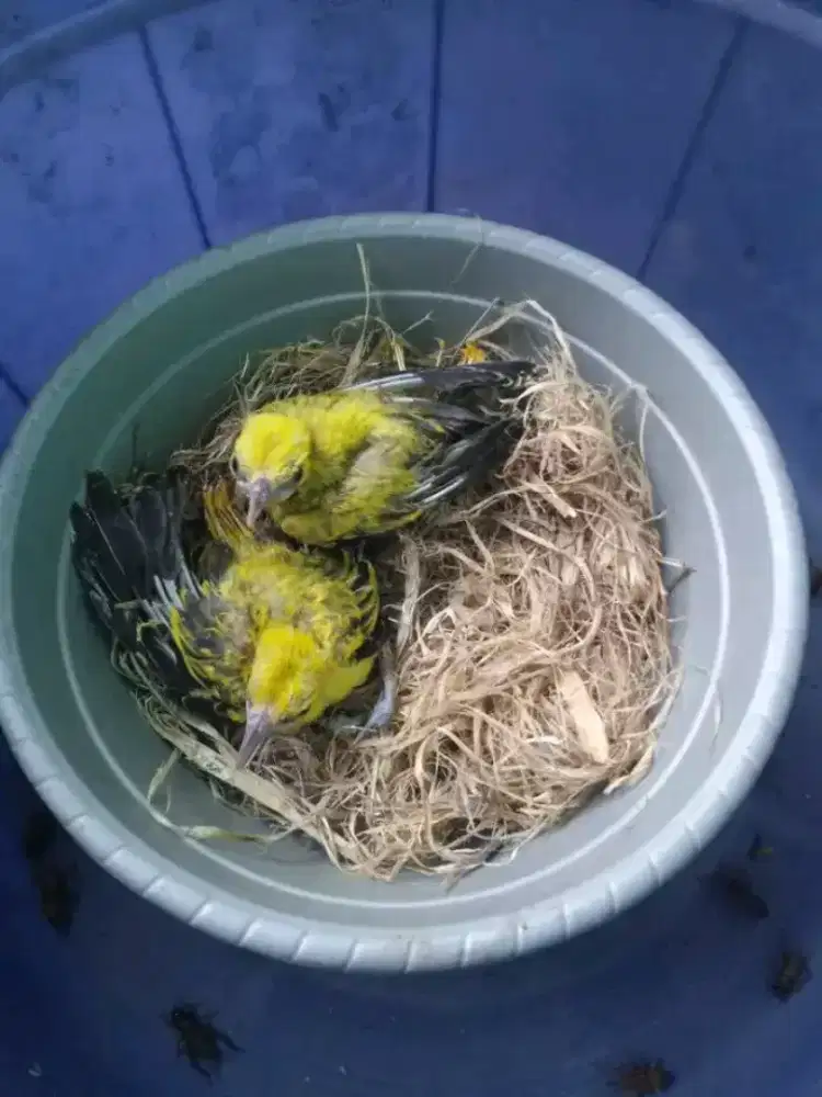 Lolohan kepodang mas lokal jawa 1 sarang