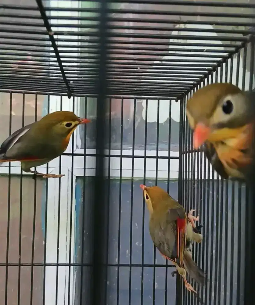 BurungRobin MH purtotal