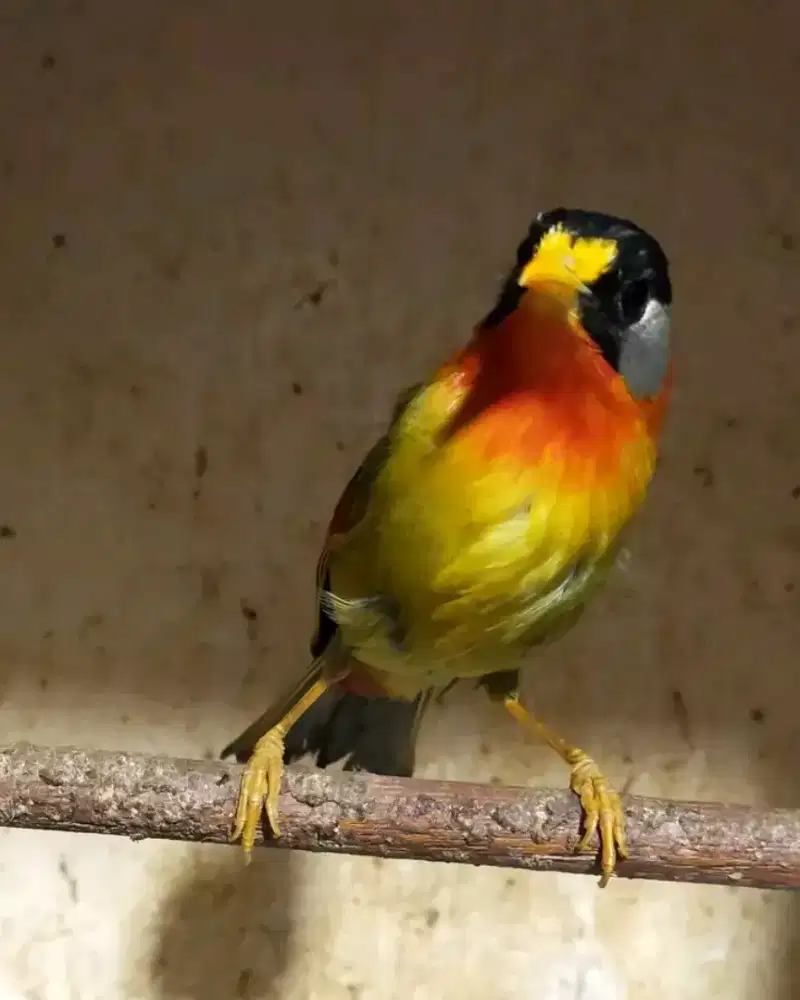 BurungPancawarna MH vurtotal