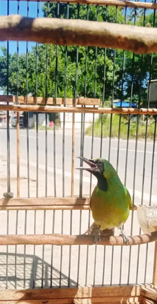 Burung superbig BWI nopeng mulus rawatan