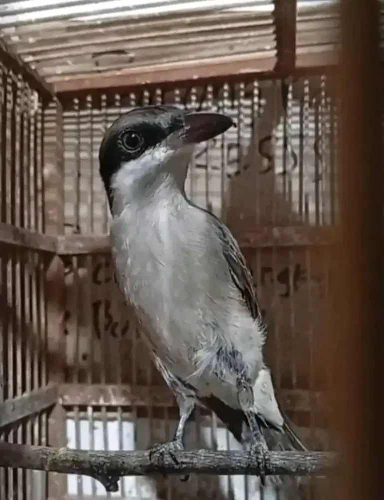 Jingjing petulak kalimantan masteran handal