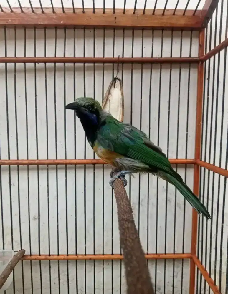 Sungko pala abu jantan MH rawatan bunyi