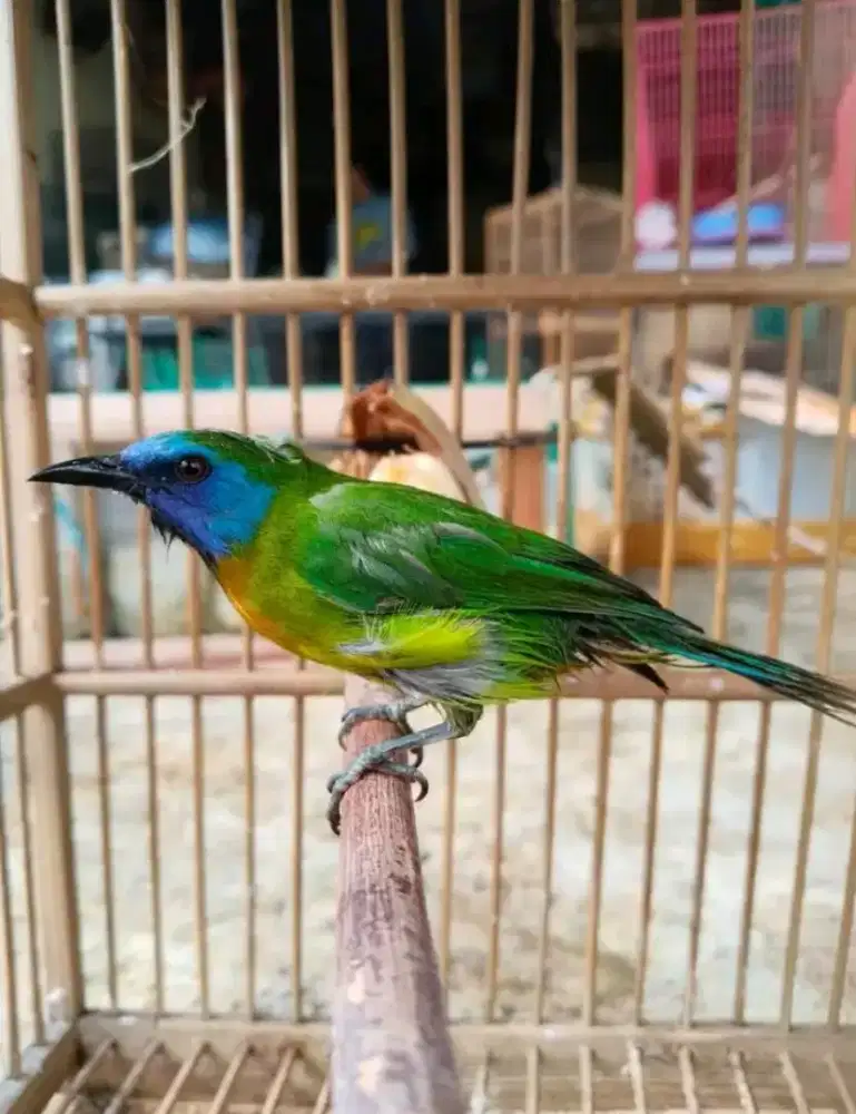 BurungKinoi jantan MH rawatan