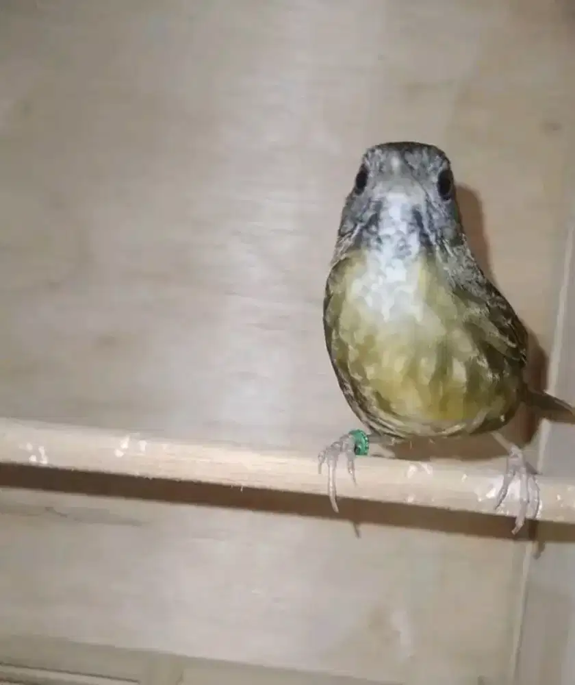 Tieu mi/Wambi mini MH garansi jantan vurtotal