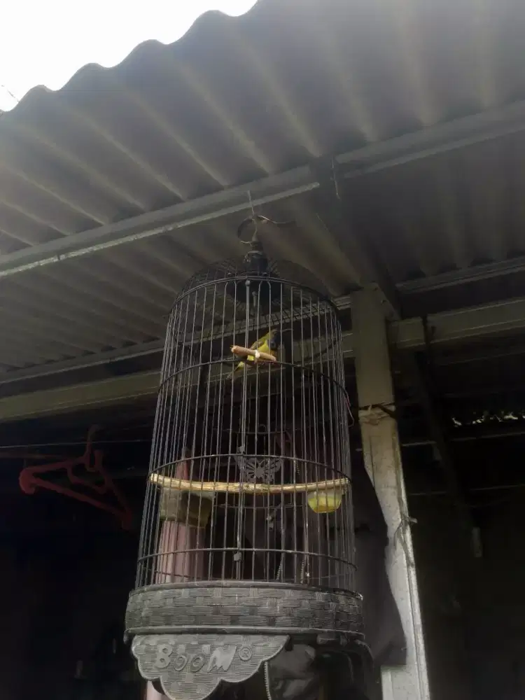 Burung S O G O N gacor