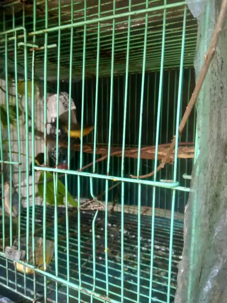 Burung S O G O N sepasang