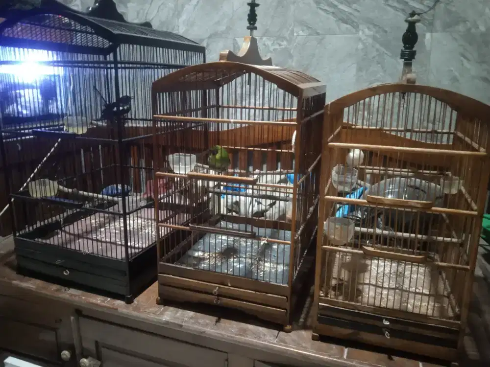 Edisi pulkam 3 kicauan fs silakan borong