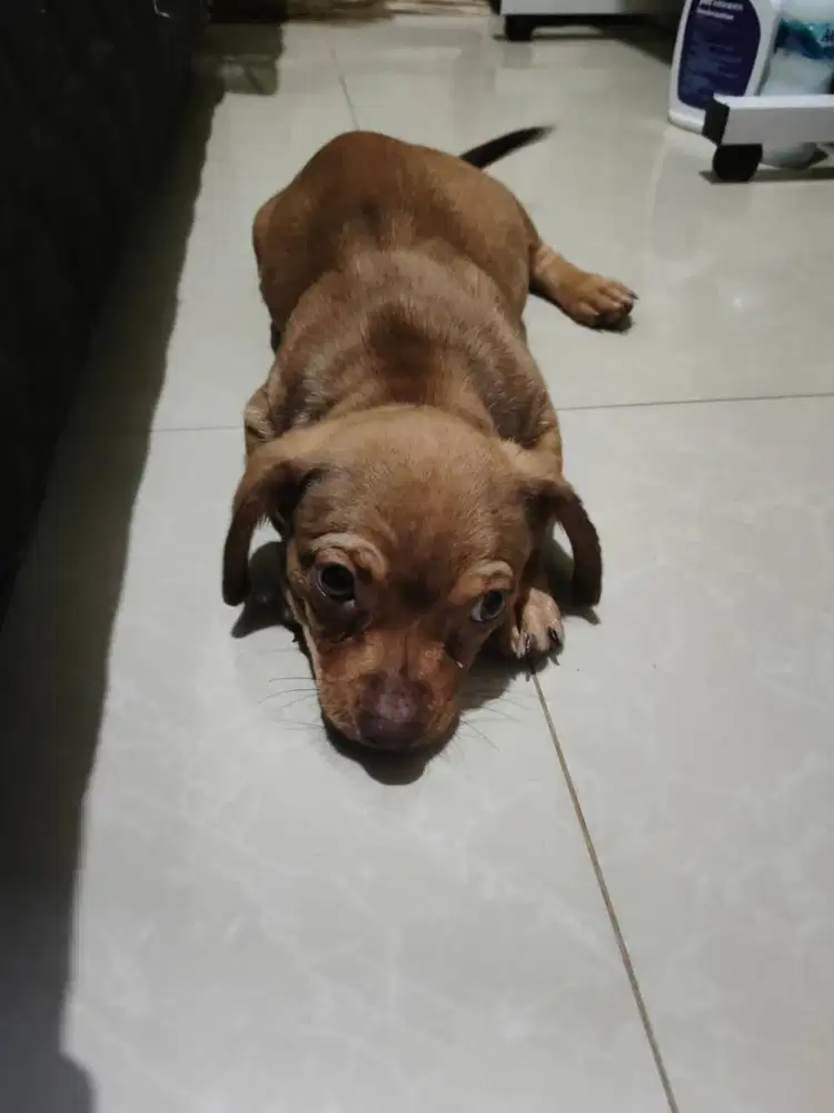 Anjing Dashound Tekel