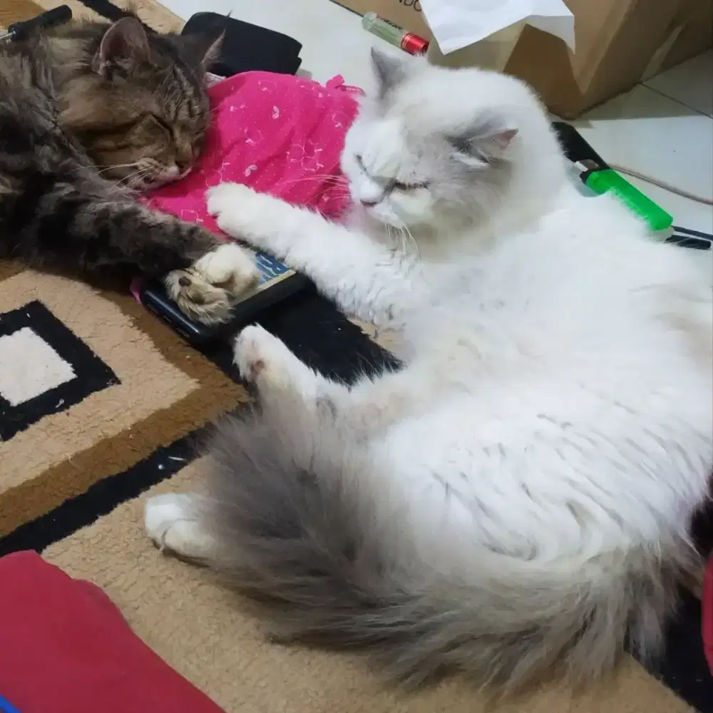 Ragdoll Jantan dan betina dewasa