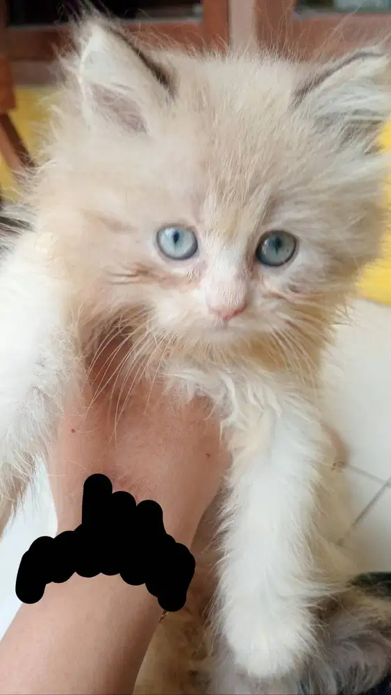 mix ragdol (ragdol × persia himalaya) - motif lynx