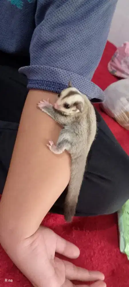 Sugar glider Platinum Jantab