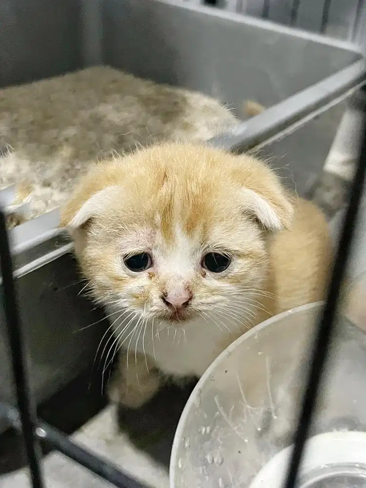 Sf triple fold jantan