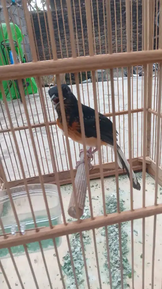 Trotolan Burung Murai