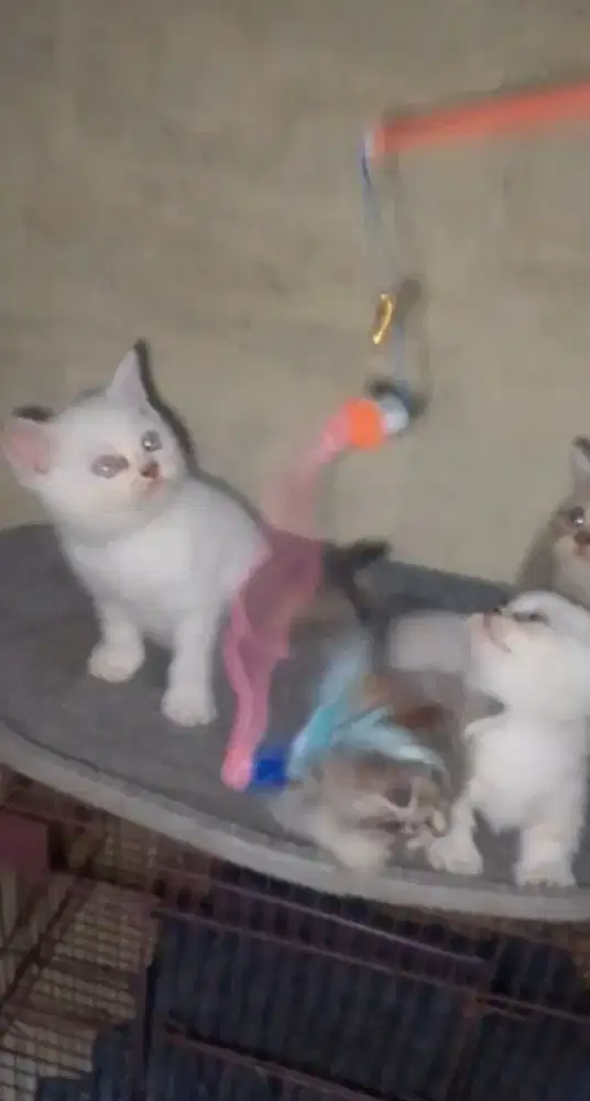 Kitten British Shorthair Munchkin NS jantan