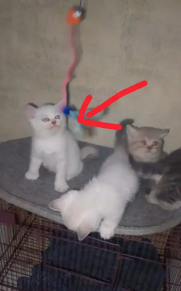 Kitten BSH Munchkin NS jantan