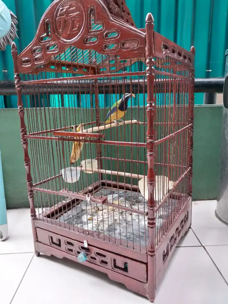 Burung gacor suara banyak suara keras fullset
