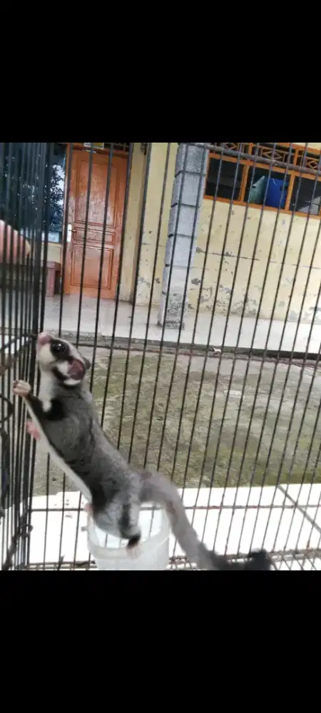 SUGAR GLIDER BETINA