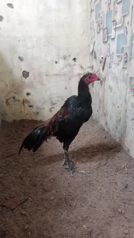 Ayam bangkok blackbull