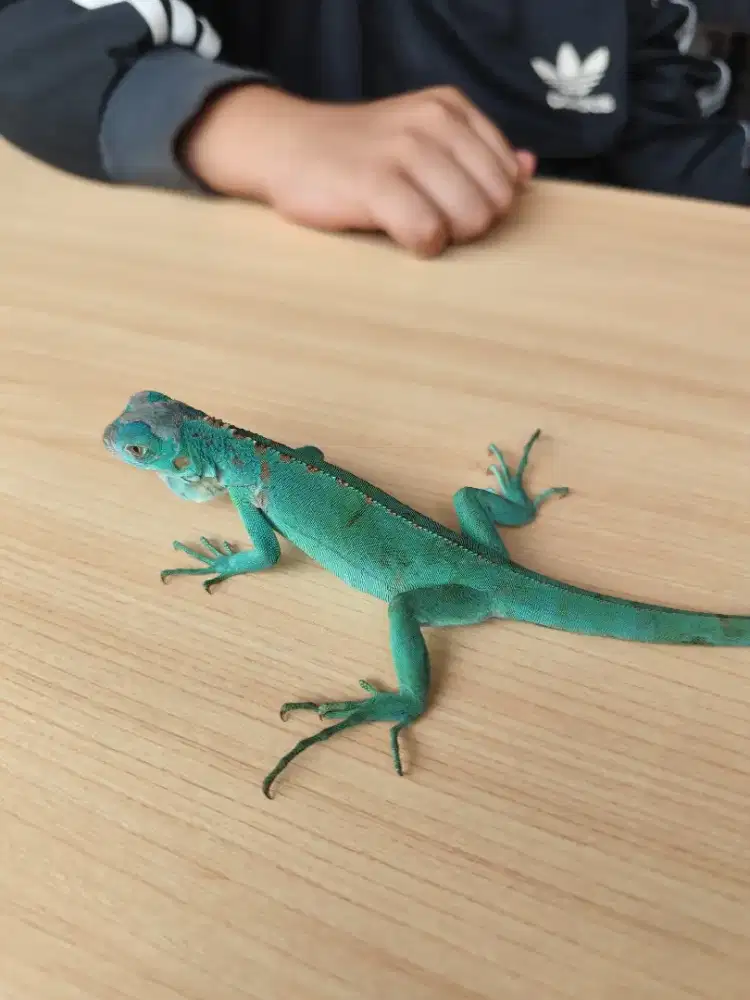 IGUANA BLUE harga nego