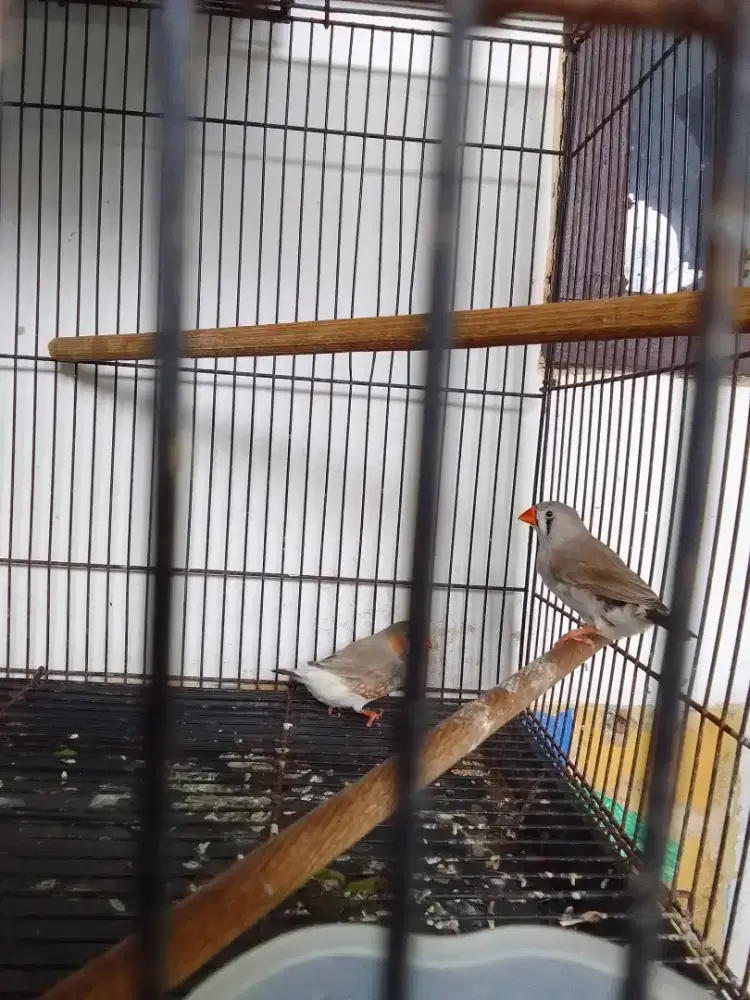 Zebra Finch pied grey perpasang