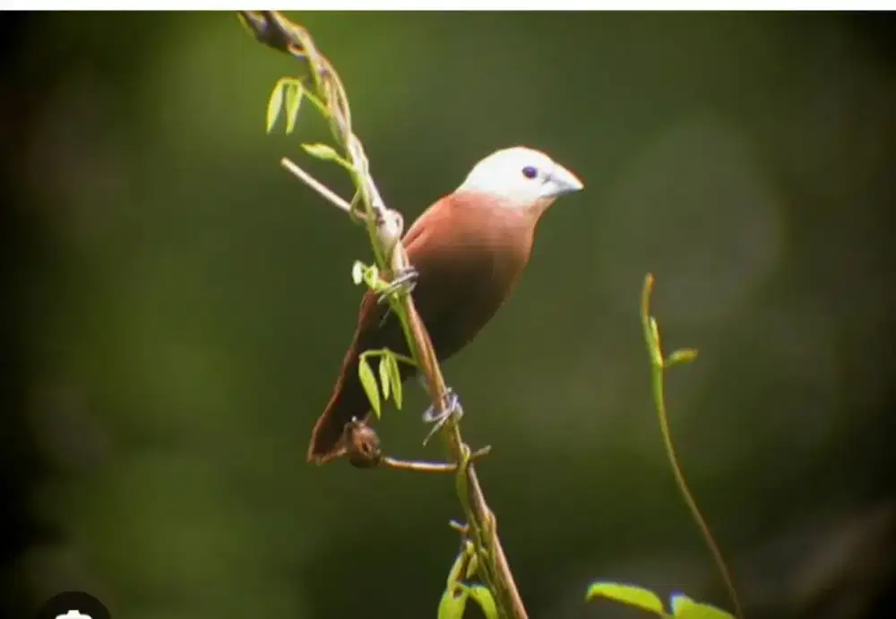 Palida finch emprit Bondol kepala pucat