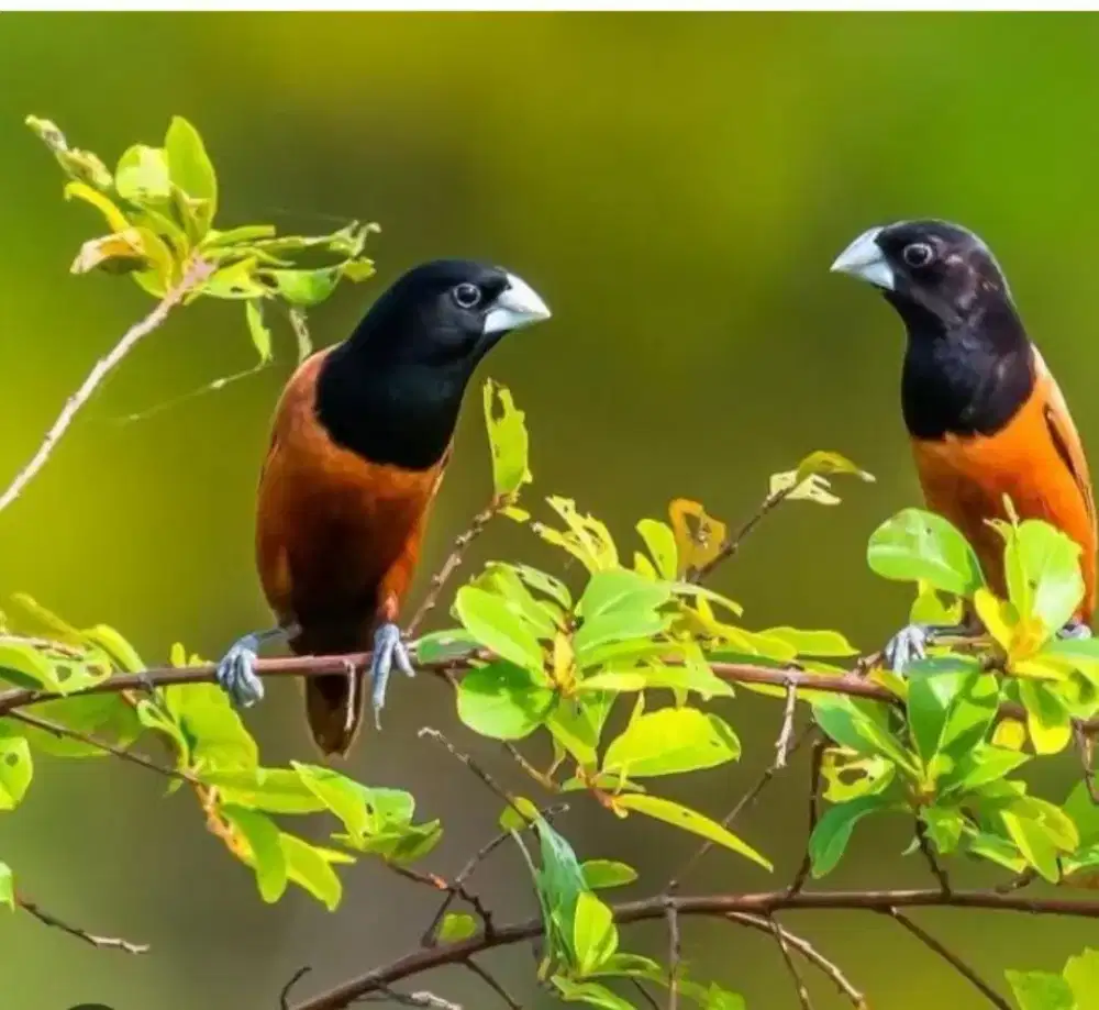 Black head munia emprit kepala hitam BHM