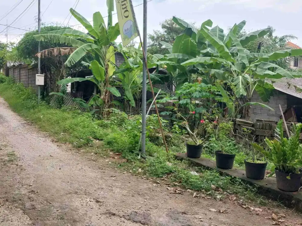 disewakan tanah 1,5 are Kawasan Pandawa beach kutuh kuta selatan badung bali 12 juta/are/tahun