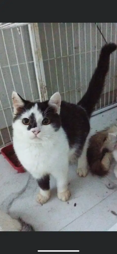 Kucing mixdome jantwn