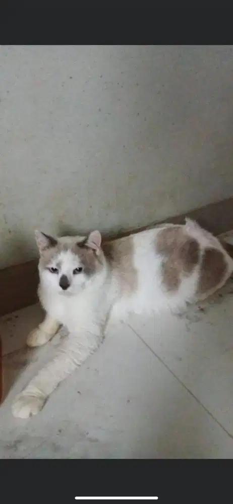 Kucing mixdome jantan