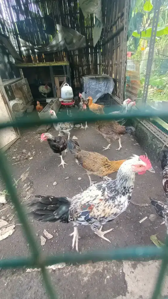 Jual Ayam KPU jantan