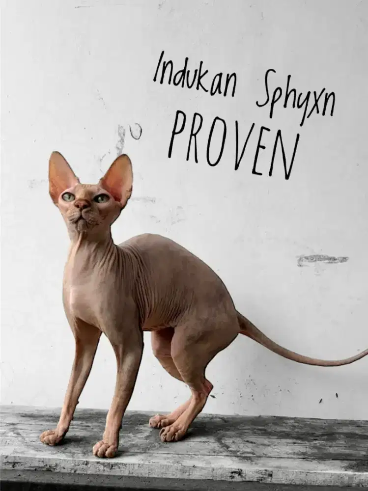 Indukan sphynx warna tortie proven