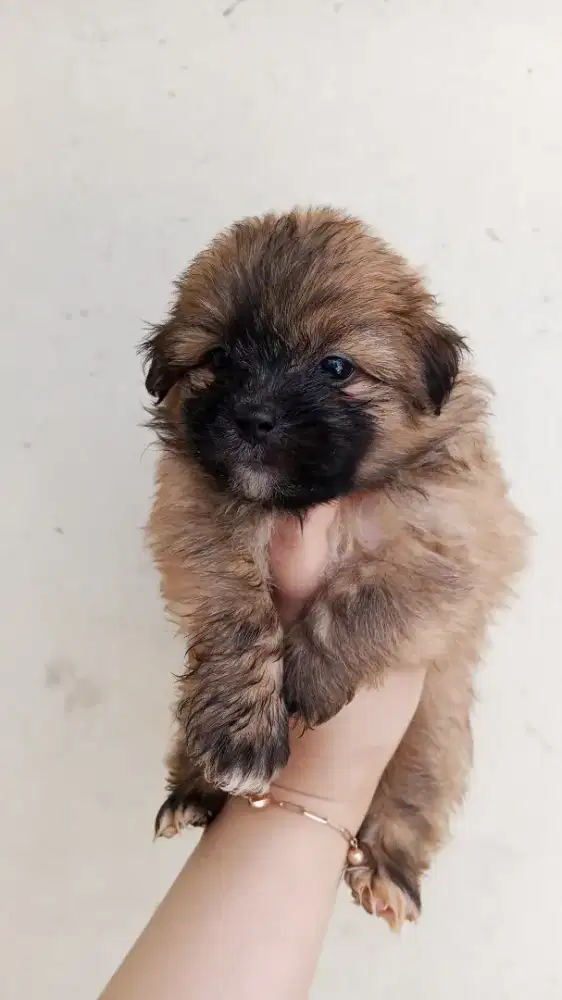ANAK ANJING MINI POM MIXED SHIH TZU