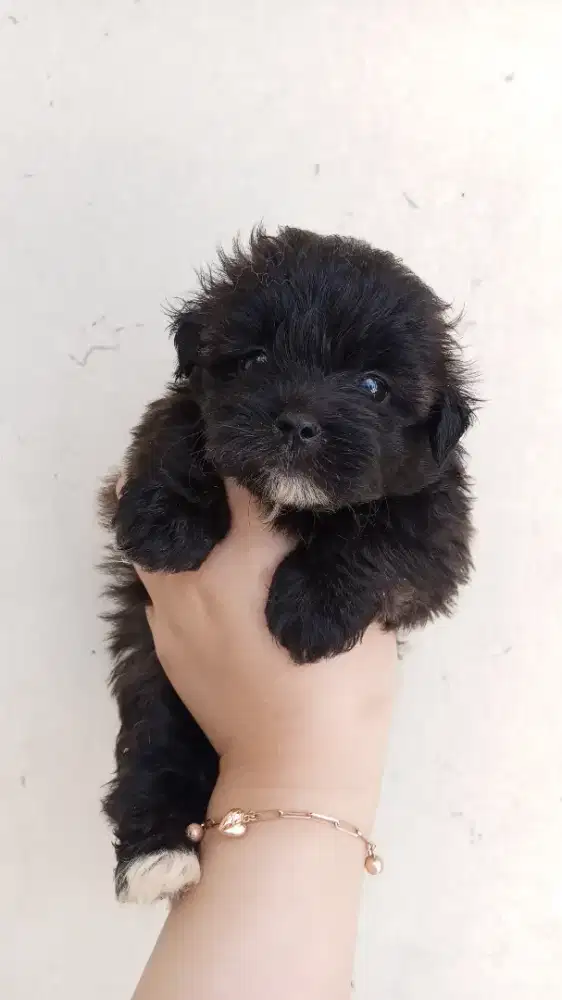 ANAK ANJING MINI POM MIXED SHIH TZU